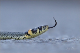 <p>UŽOVKA OBOJKOVÁ (Natrix natrix) ---- /Grass snake - Ringelnatter/</p>